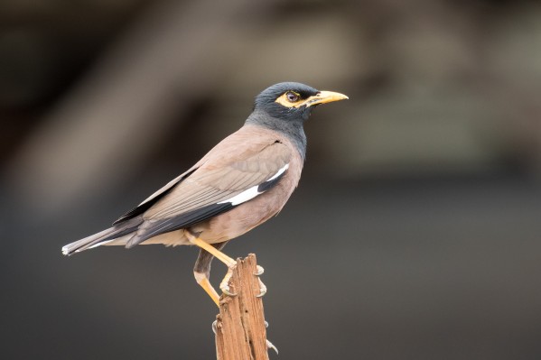 Mynah Bird   Kauai Hawaii 1251  Print